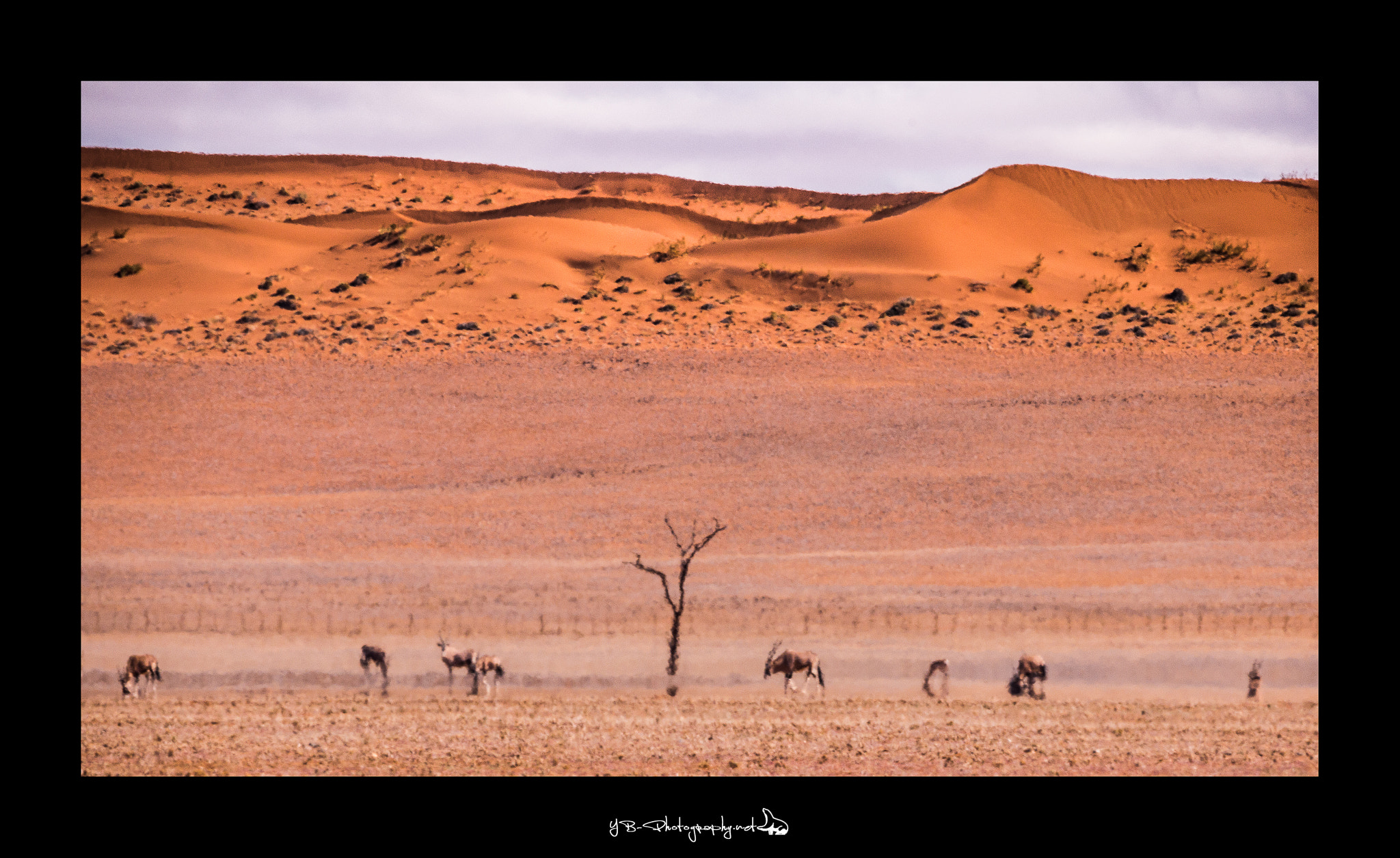 Sigma 150-600mm F5-6.3 DG OS HSM | C sample photo. Burning desert photography