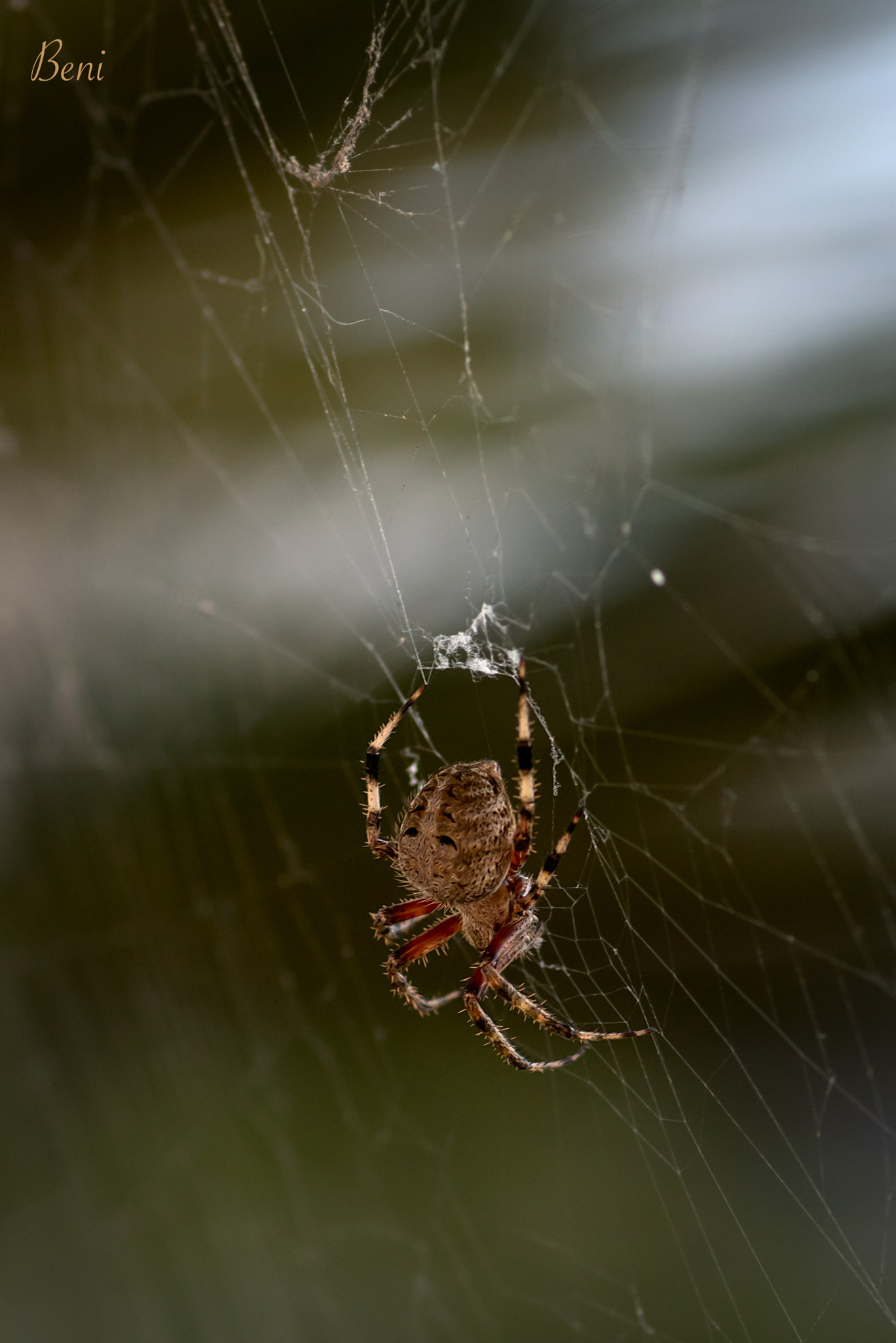 Nikon D810 + Tokina AT-X Pro 100mm F2.8 Macro sample photo. Spider spinning a web photography