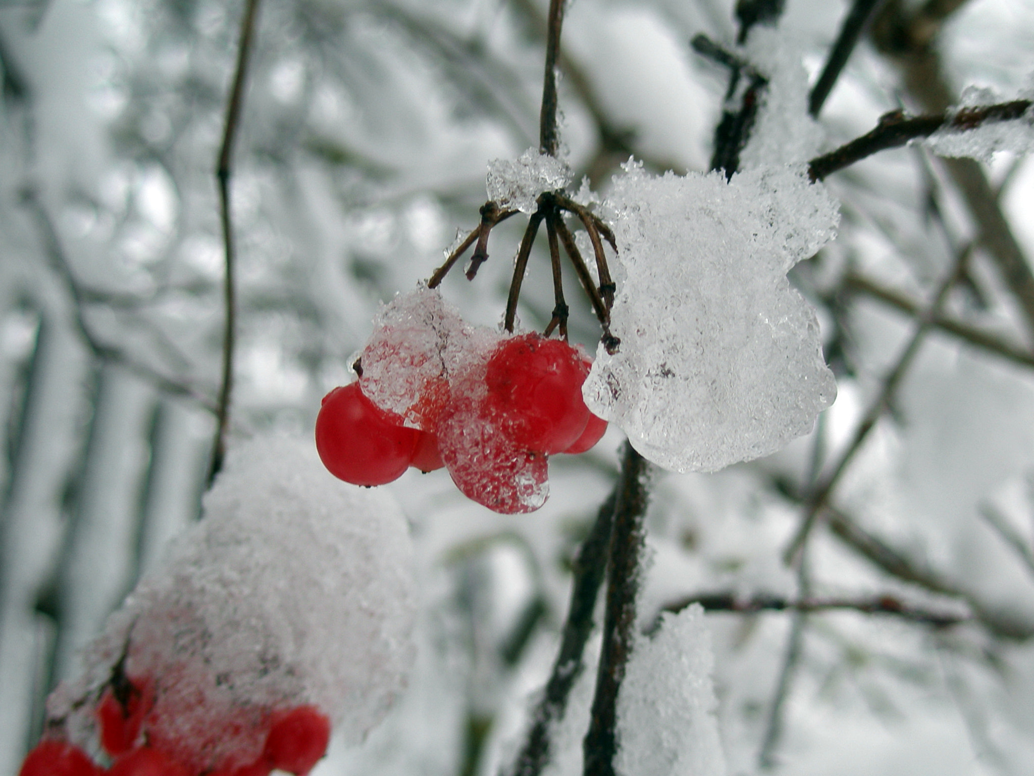 Olympus u810/S810 sample photo. Viburnum in snow photography