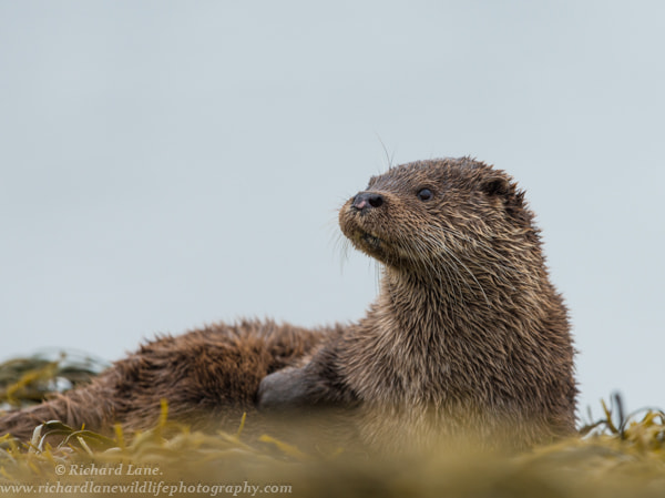 Nikon D800 + Nikon AF-S Nikkor 500mm F4G ED VR sample photo. Otter portrait photography