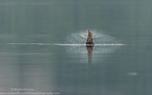 Nikon D800 + Nikon AF-S Nikkor 500mm F4G ED VR sample photo. Otter spray photography
