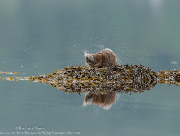 Nikon D800 + Nikon AF-S Nikkor 500mm F4G ED VR sample photo. Otter shake photography