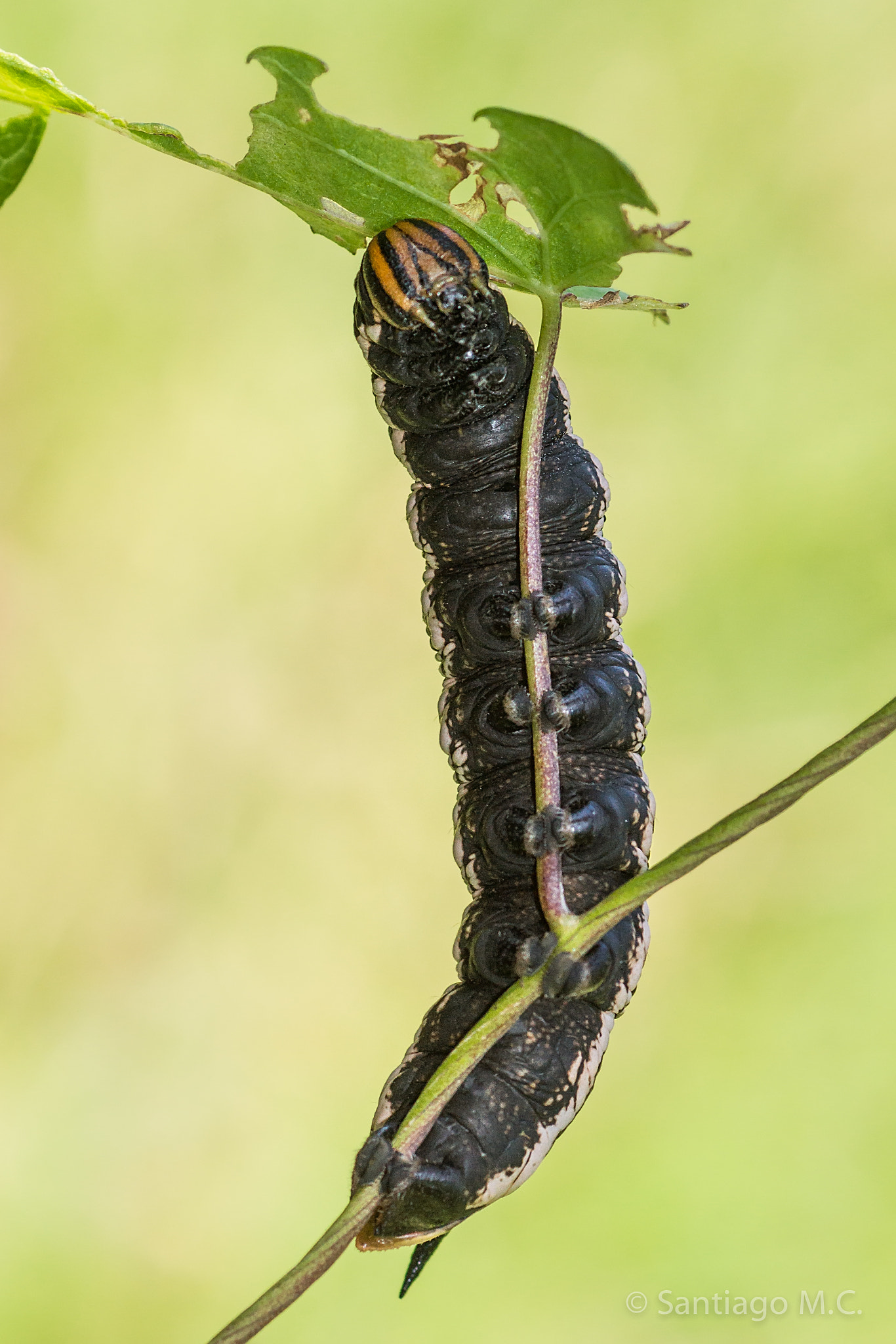 Sony SLT-A77 + Sony 100mm F2.8 Macro sample photo. Ssssshhhhh!!! tamos escondidos... photography