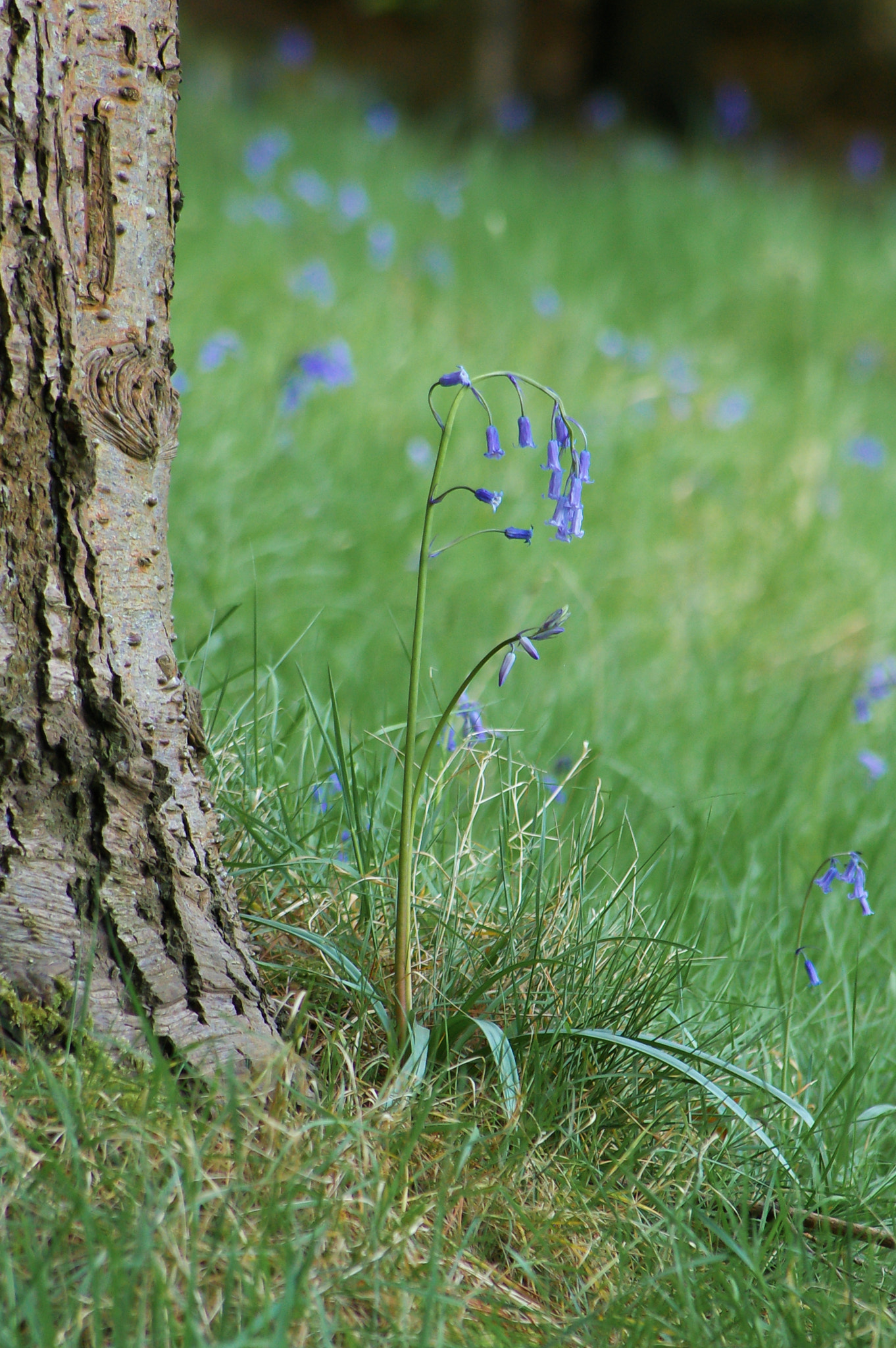 Pentax K100D + A Series Lens sample photo. Bluebell under a tree photography
