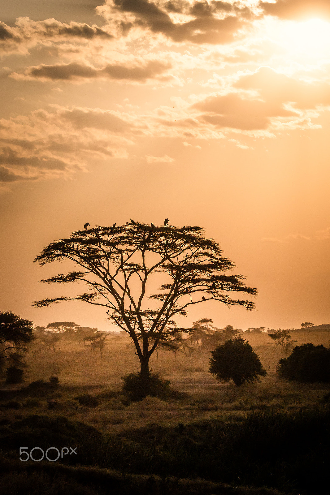 Canon EOS-1D X Mark II sample photo. Fog, tree and birds photography