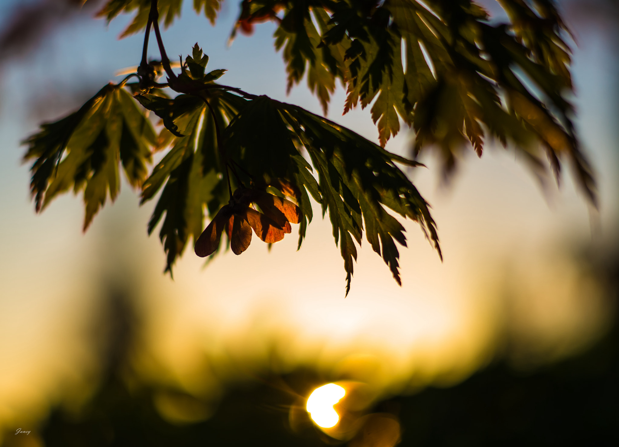 Leica APO-Summicron-M 90mm F2 ASPH sample photo. Autumn photography