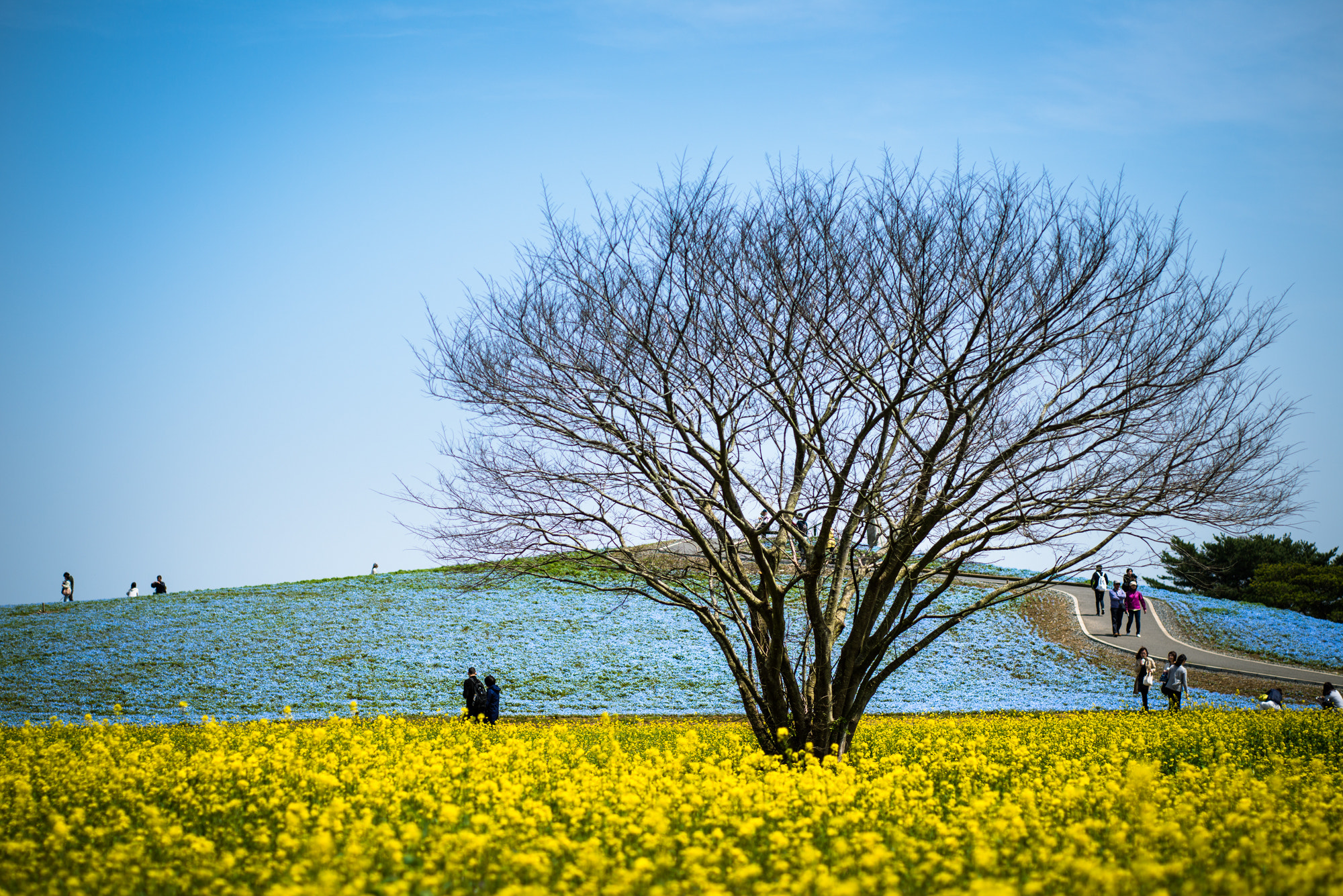 PC Micro-Nikkor 85mm f/2.8D sample photo. ひたち海浜公園 photography