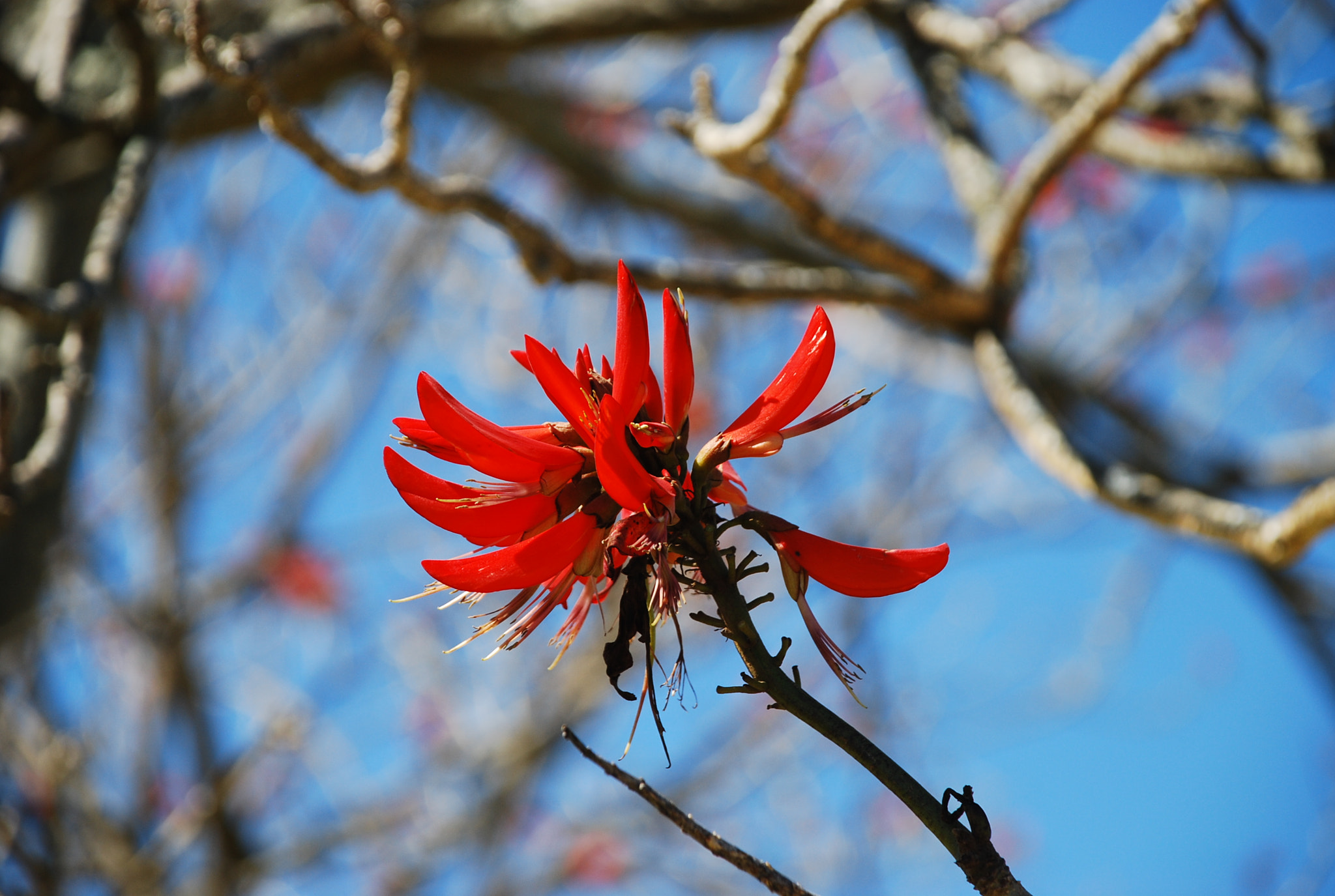 Nikon D40X sample photo. Life photography