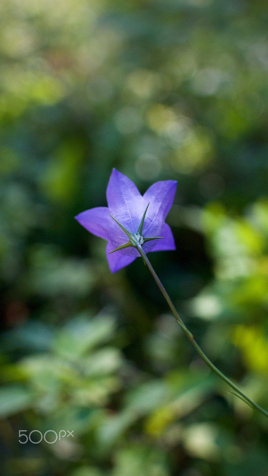 Nikon 1 J2 sample photo. Harebell photography