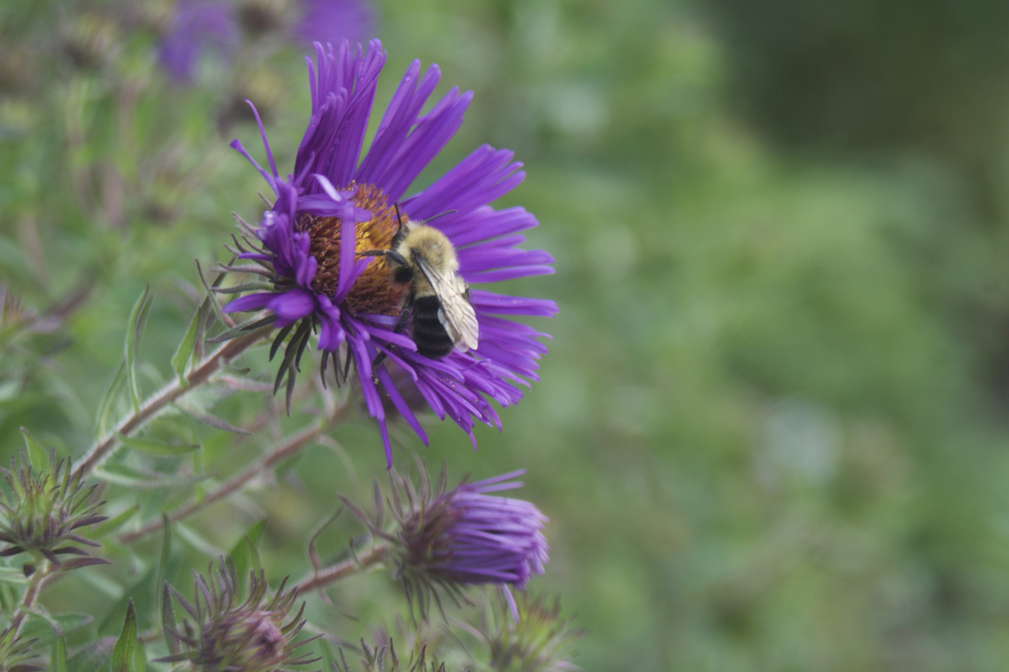 Sony SLT-A77 sample photo. The bee on the thistle photography