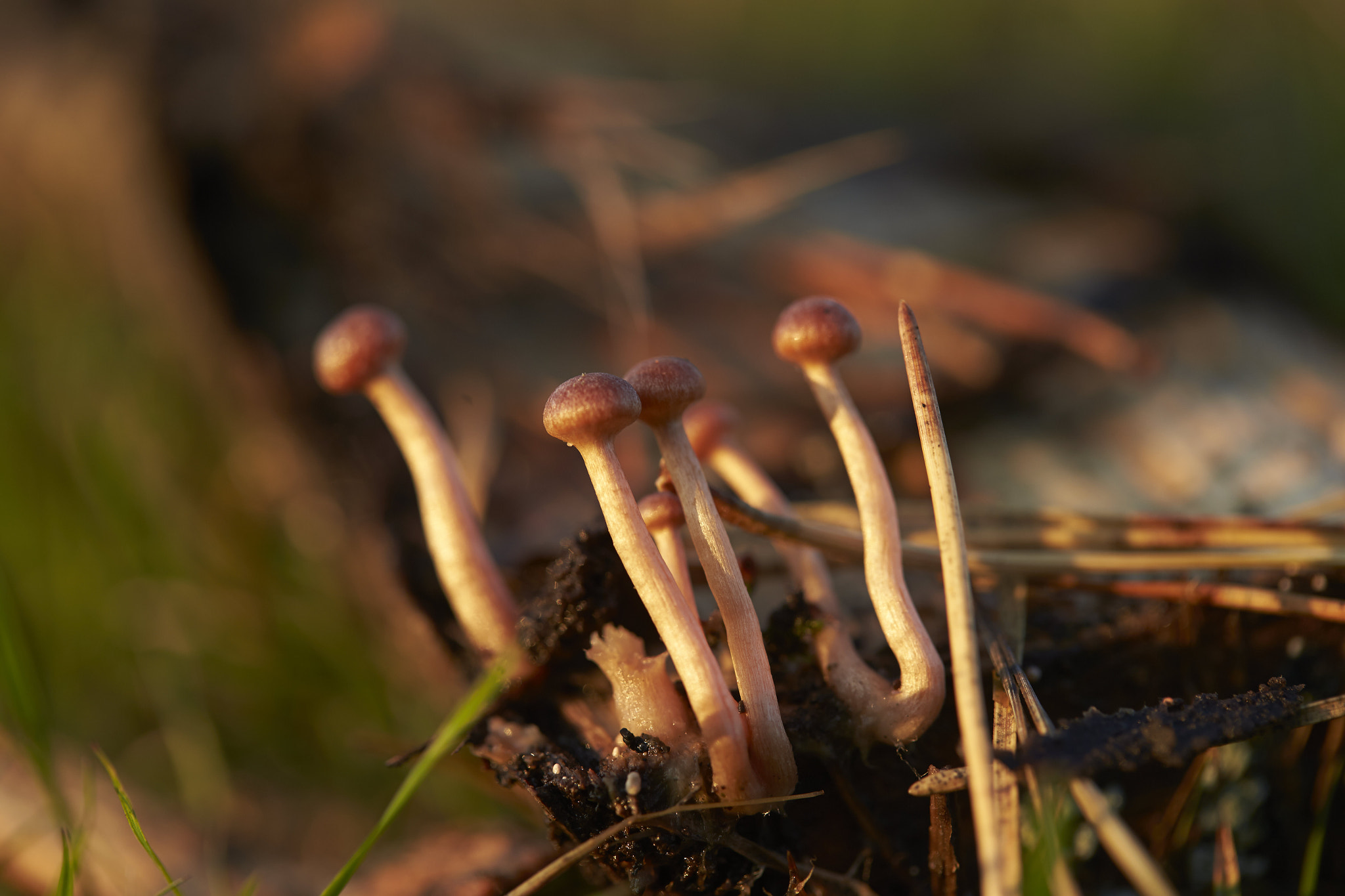 Canon EOS-1D X sample photo. Mushroom photography