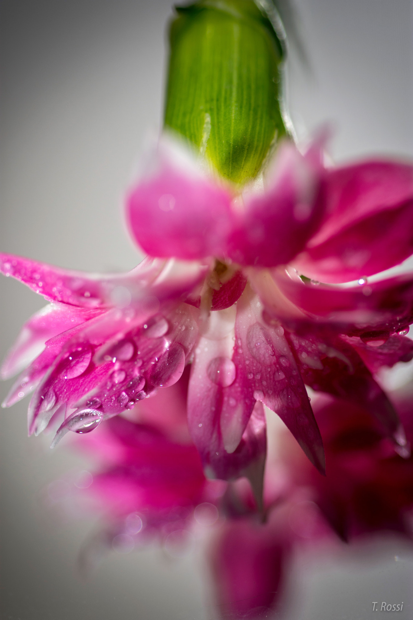 Nikon AF Micro-Nikkor 60mm F2.8D sample photo. Macro beauty photography
