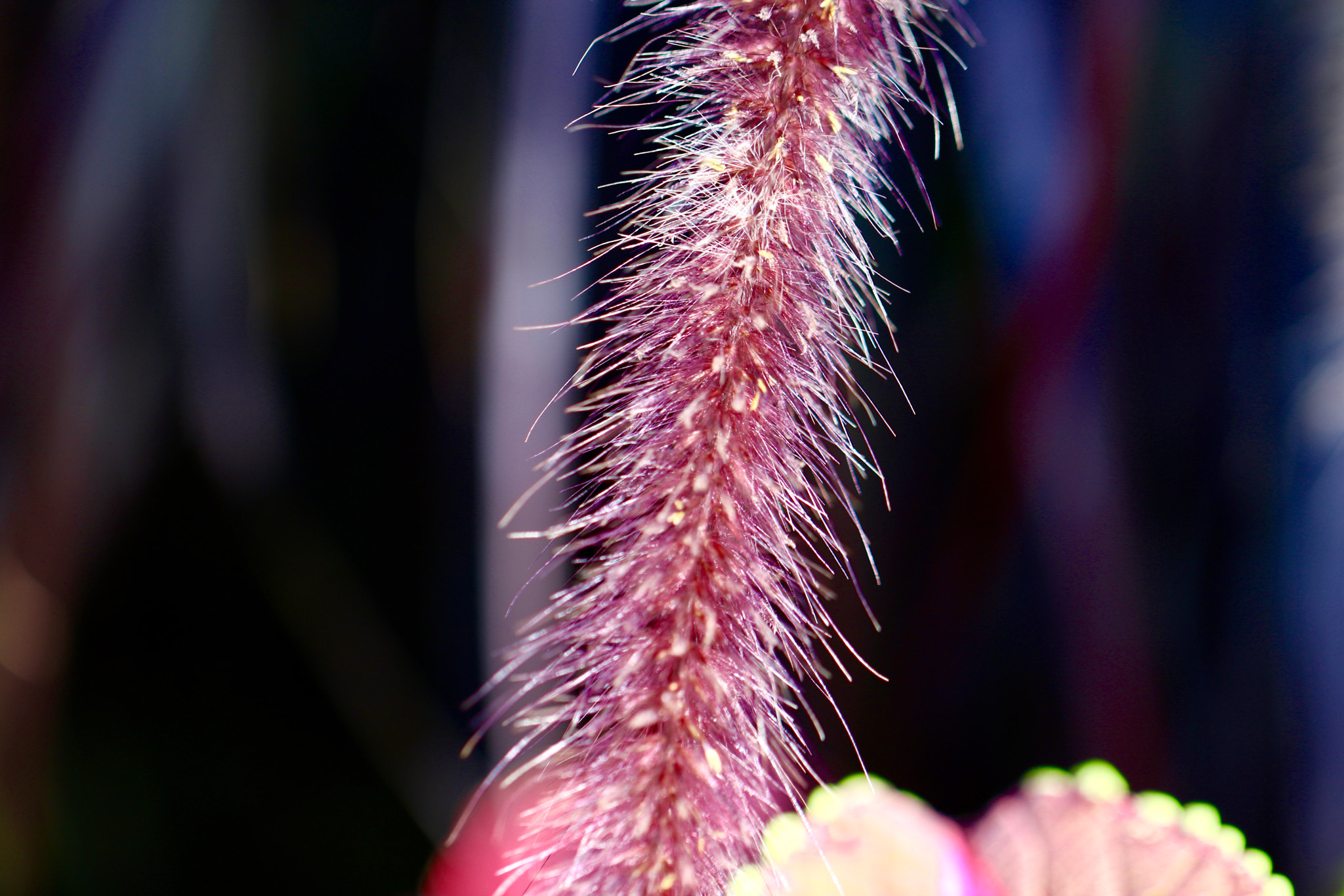 Canon EF 100mm F2.8L Macro IS USM sample photo. Prickly nature photography