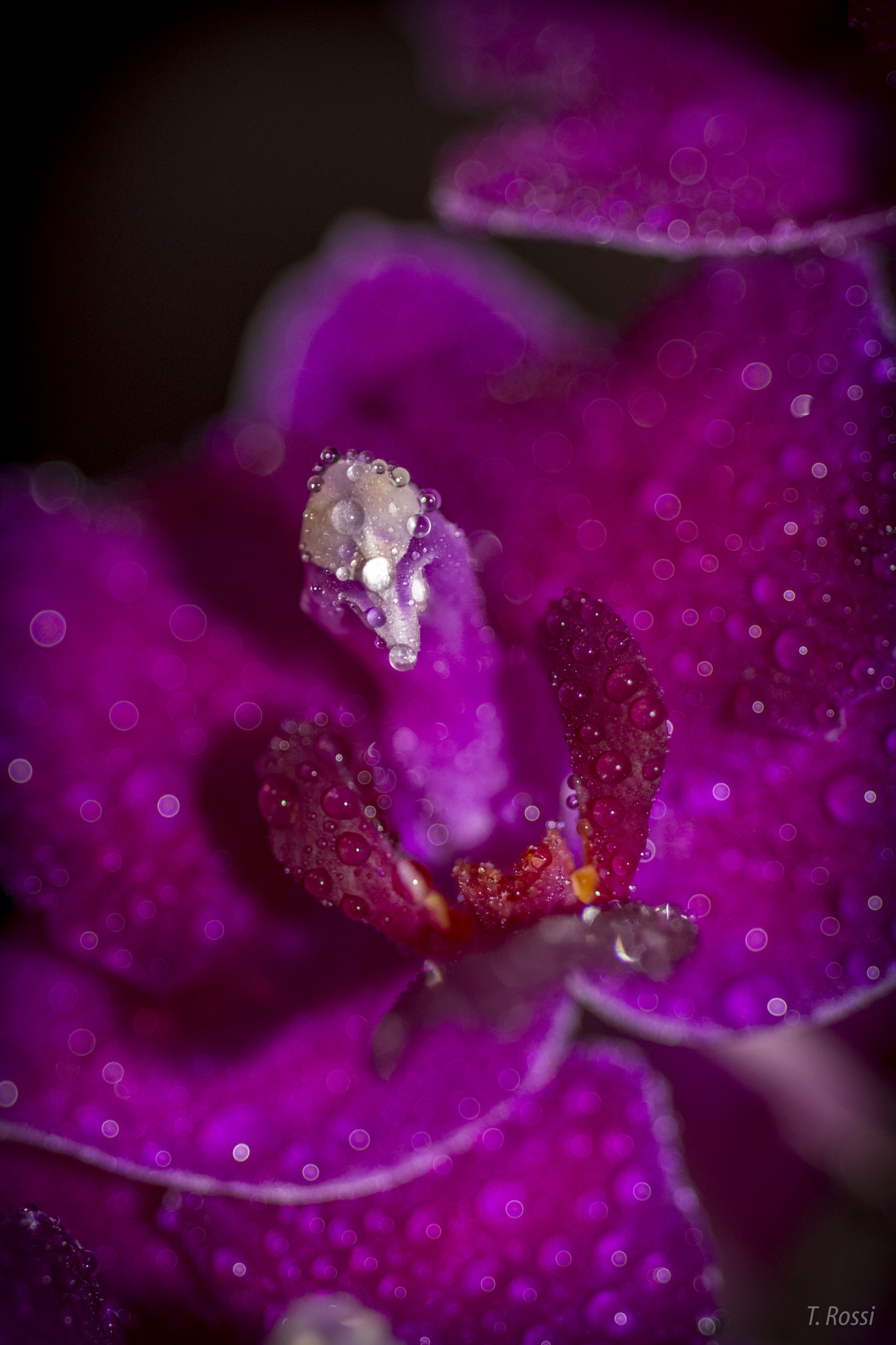 Nikon AF Micro-Nikkor 60mm F2.8D sample photo. Orchid photography
