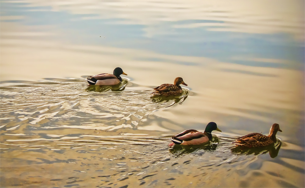 Canon POWERSHOT SD950 IS sample photo. Ducks in a row photography