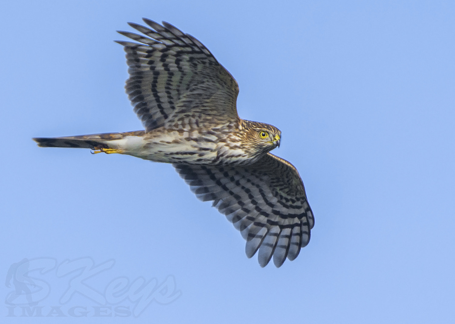 Sigma 500mm F4.5 EX DG HSM sample photo. Sharp (sharp-shinned hawk) photography