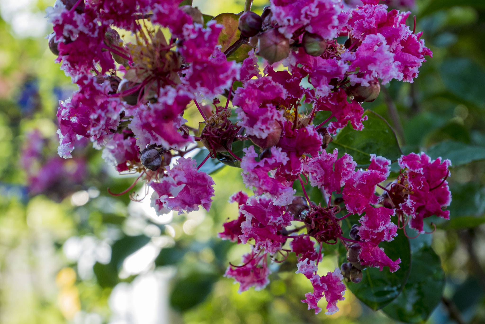 Panasonic Lumix DMC-GM5 sample photo. Summer flowers photography