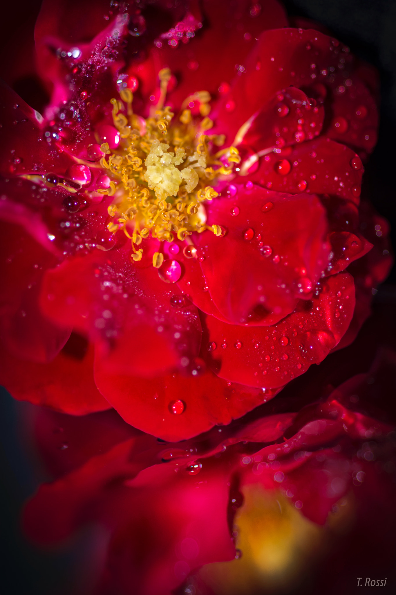 Nikon AF Micro-Nikkor 60mm F2.8D sample photo. Red and yellow photography