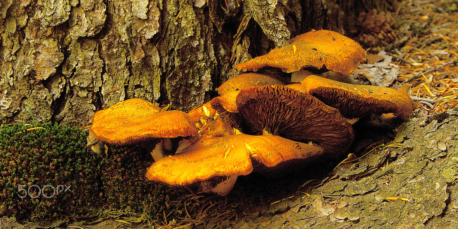 Kodak DCS Pro 14N sample photo. Mushrooms under the tree photography