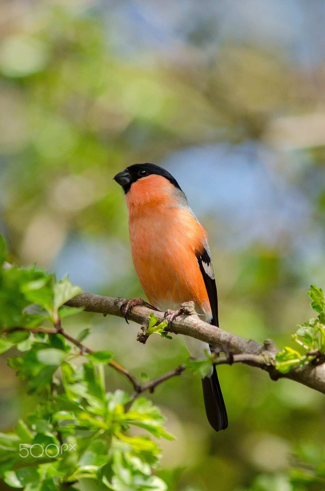 Nikon D7000 + AF Nikkor 300mm f/4 IF-ED sample photo. Bullfinch photography