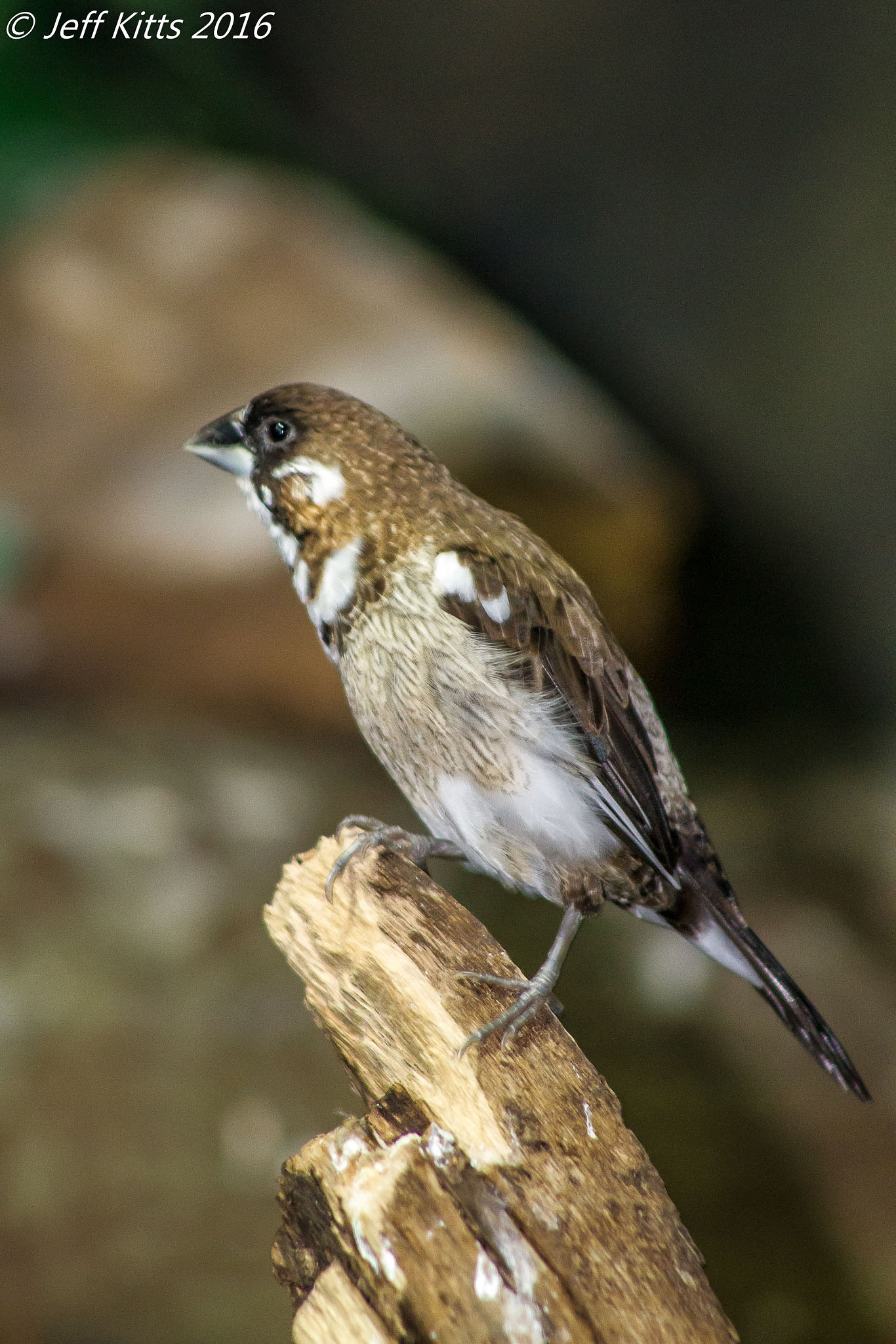 Canon EF 75-300mm f/4-5.6 USM sample photo. 4028-society finch photography
