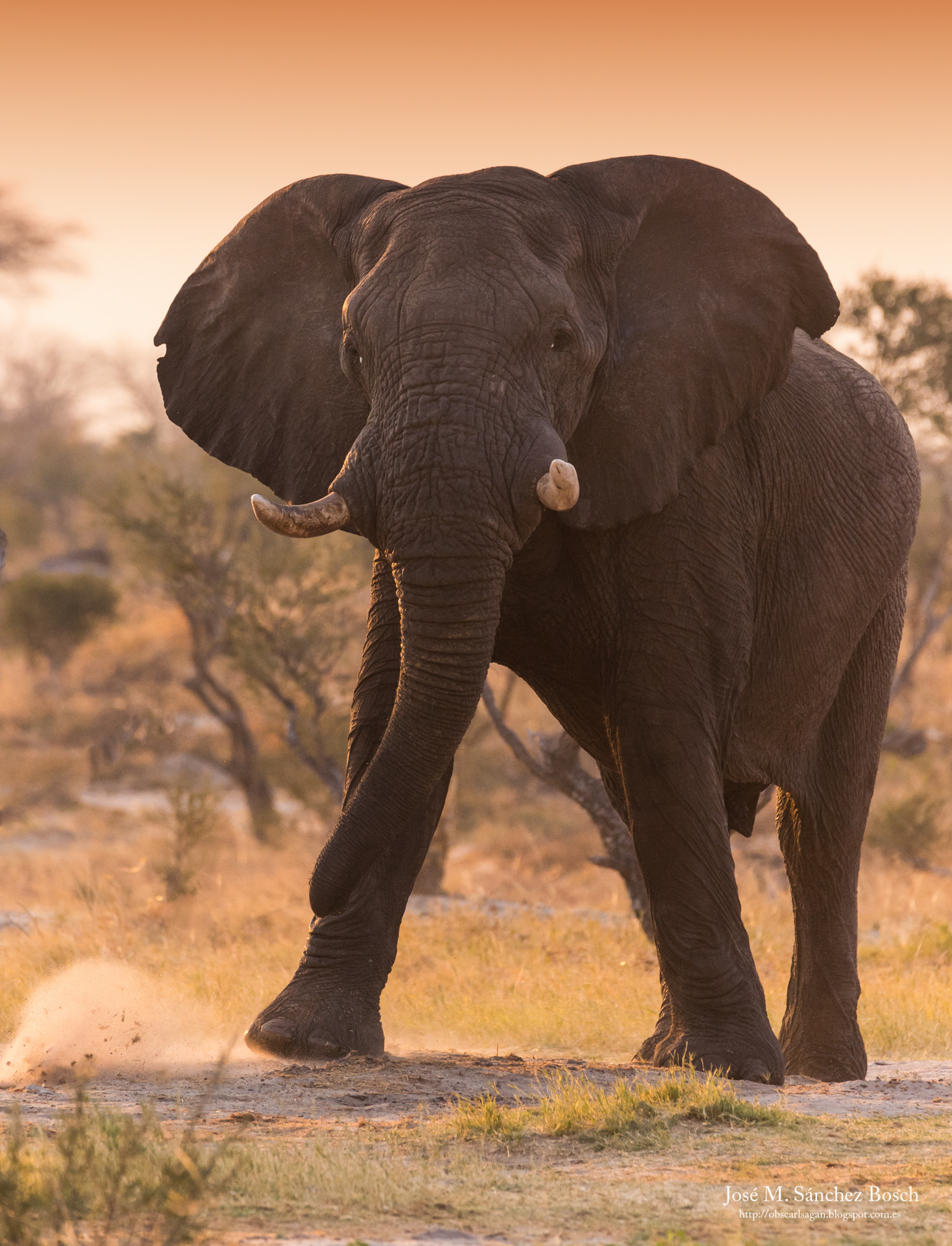 Sigma 150-600mm F5-6.3 DG OS HSM | C sample photo. Elephant sands photography