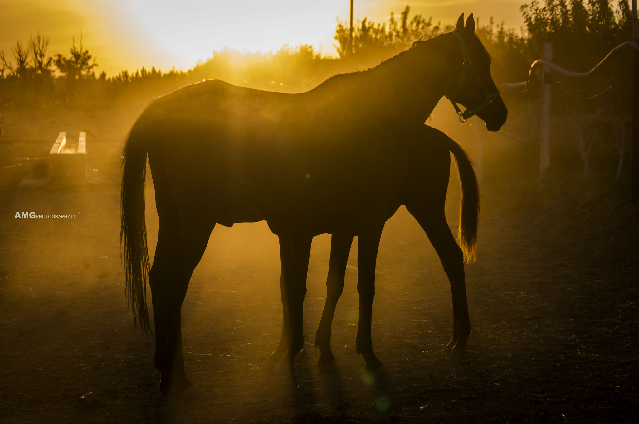 Nikon D300 + AF Nikkor 70-210mm f/4-5.6 sample photo. Algerian horses pure arabic photography