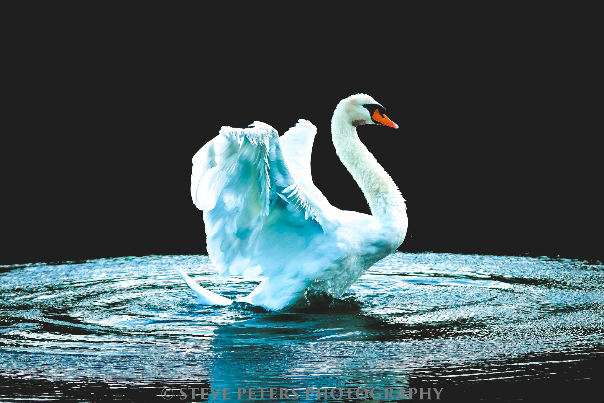 Sony SLT-A77 + 70-200mm F2.8 sample photo. Swan photography