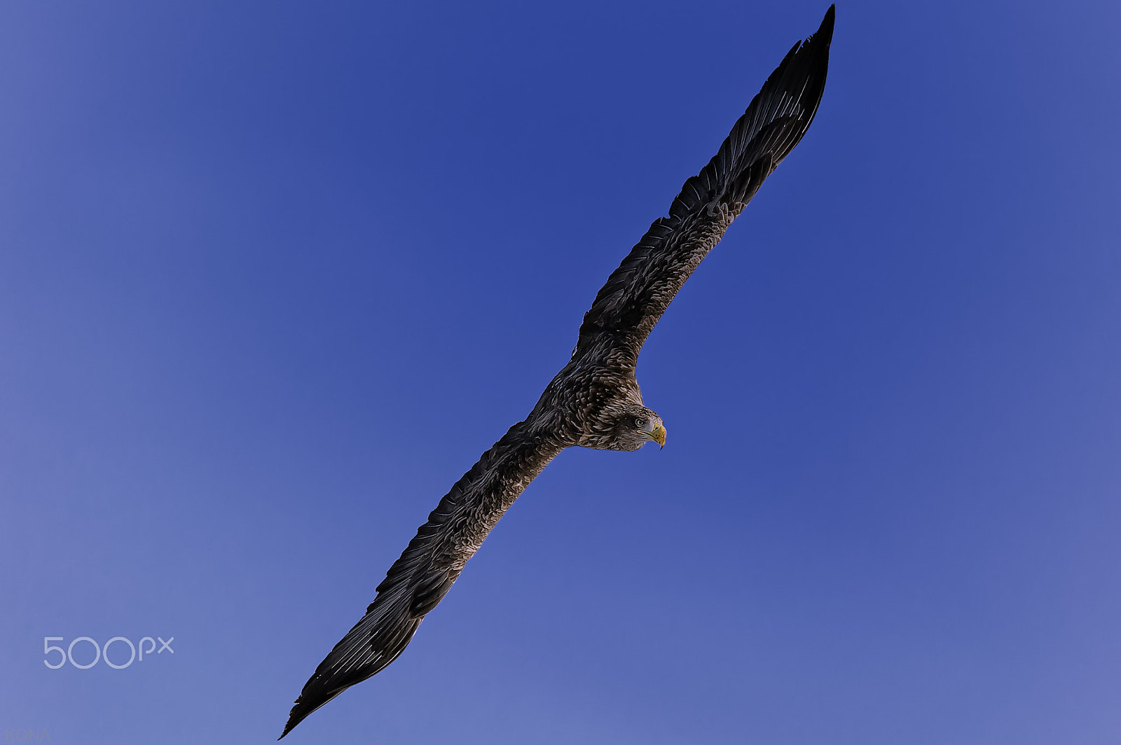 Nikon AF-S Nikkor 400mm F2.8G ED VR II sample photo. Ojiro photography