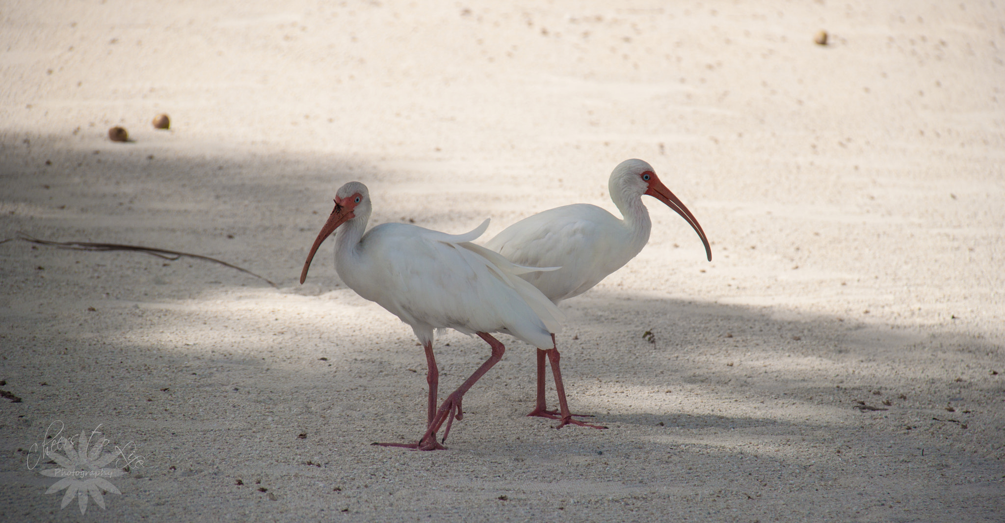 Canon EOS 500D (EOS Rebel T1i / EOS Kiss X3) sample photo. The white curlew photography