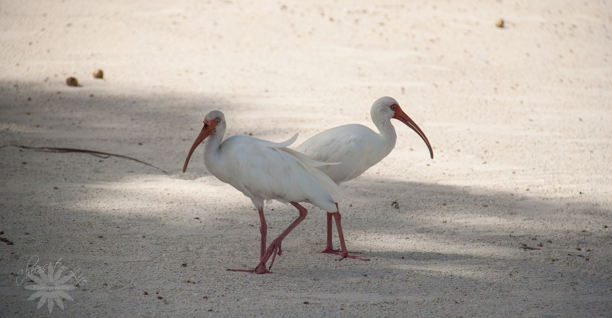 Canon EOS 500D (EOS Rebel T1i / EOS Kiss X3) + Canon EF-S 18-200mm F3.5-5.6 IS sample photo. The white curlew photography