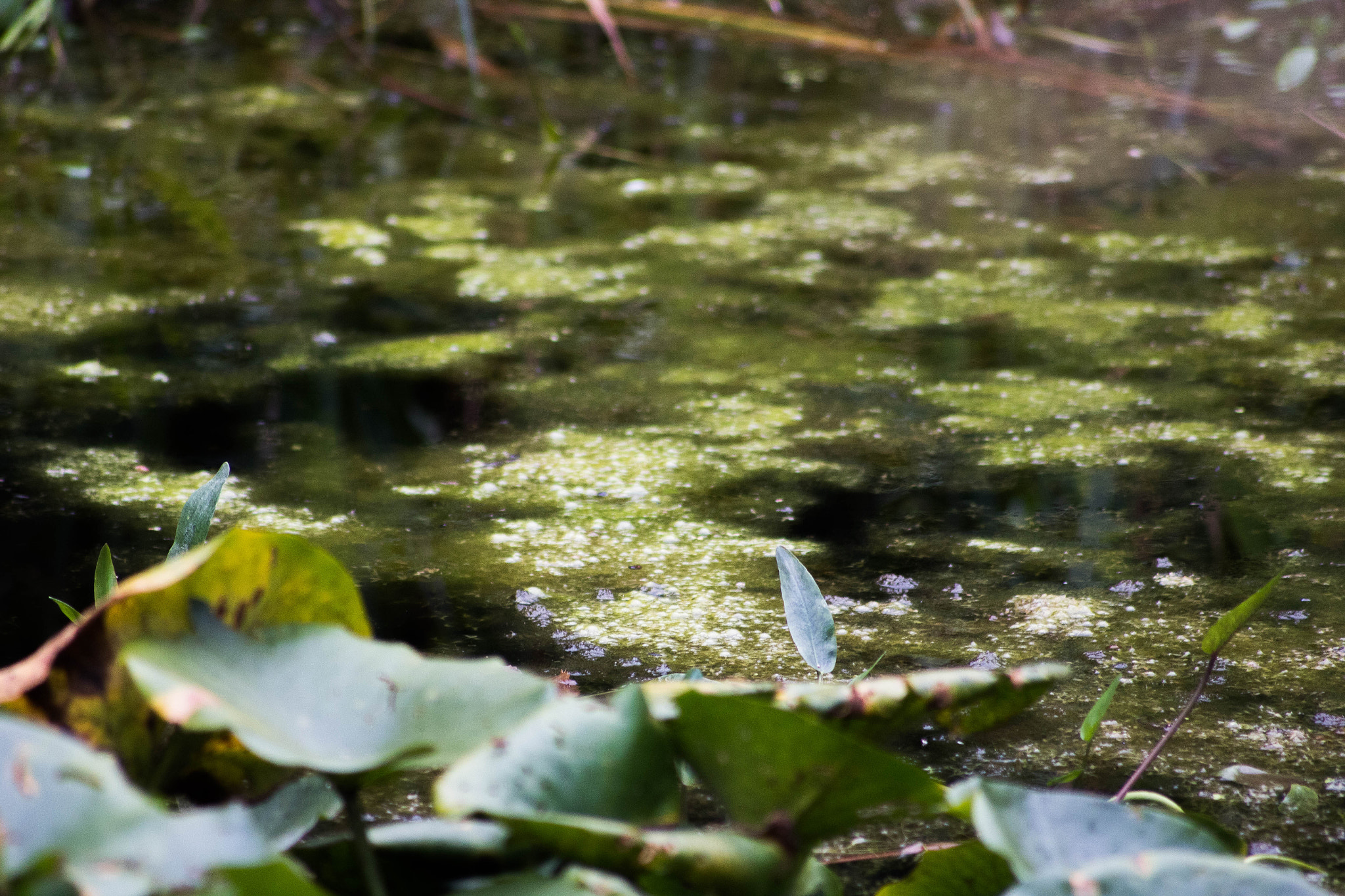 Canon EOS 1300D (EOS Rebel T6 / EOS Kiss X80) sample photo. Enchanting water photography