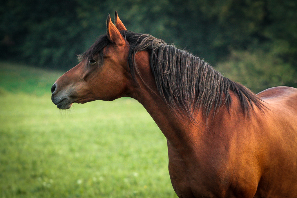 Canon EOS 1000D (EOS Digital Rebel XS / EOS Kiss F) + Canon EF 70-200mm F4L USM sample photo. Arabian horse photography