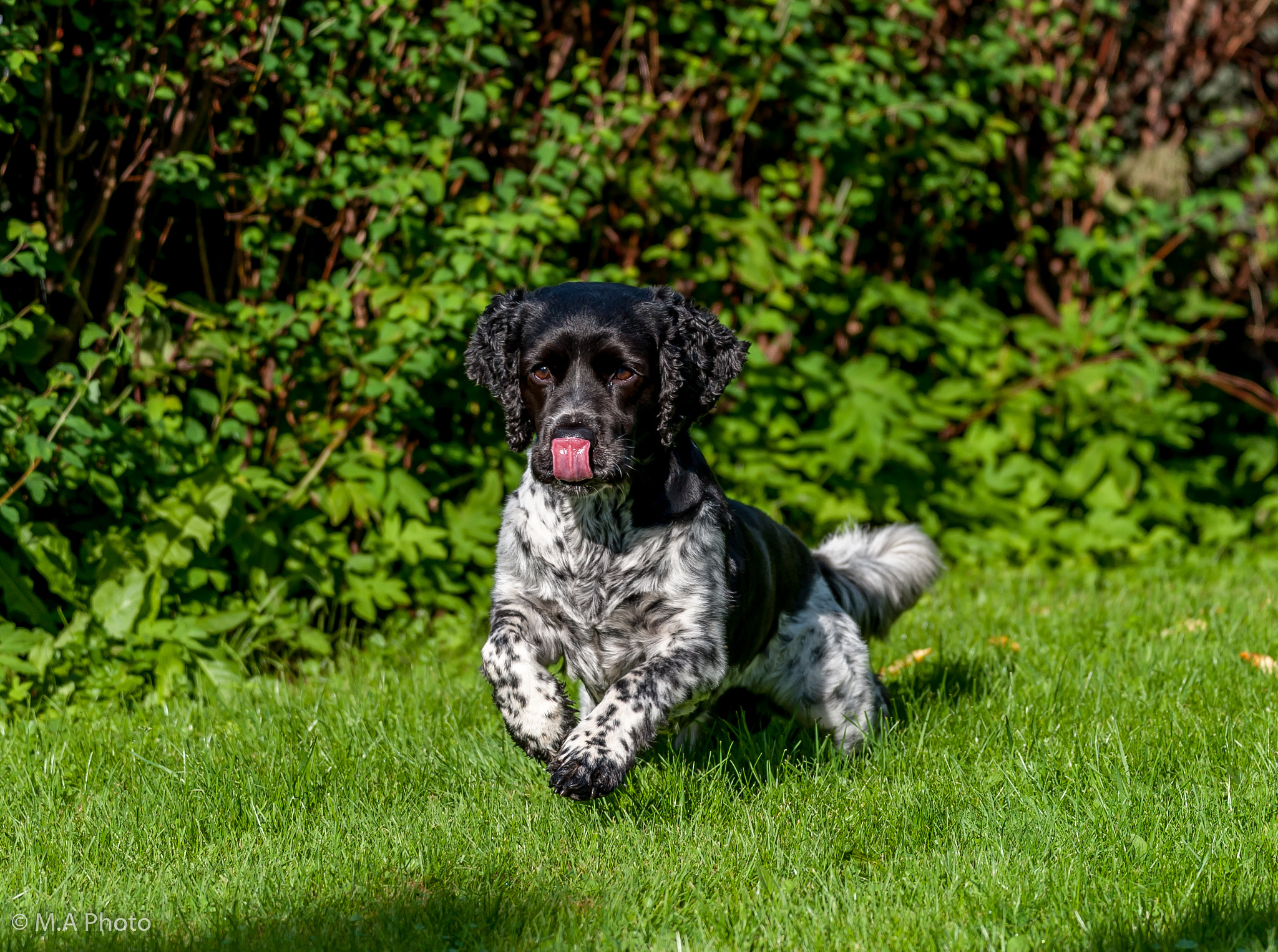 Sigma 150-600mm F5-6.3 DG OS HSM | C sample photo. My dog :) photography