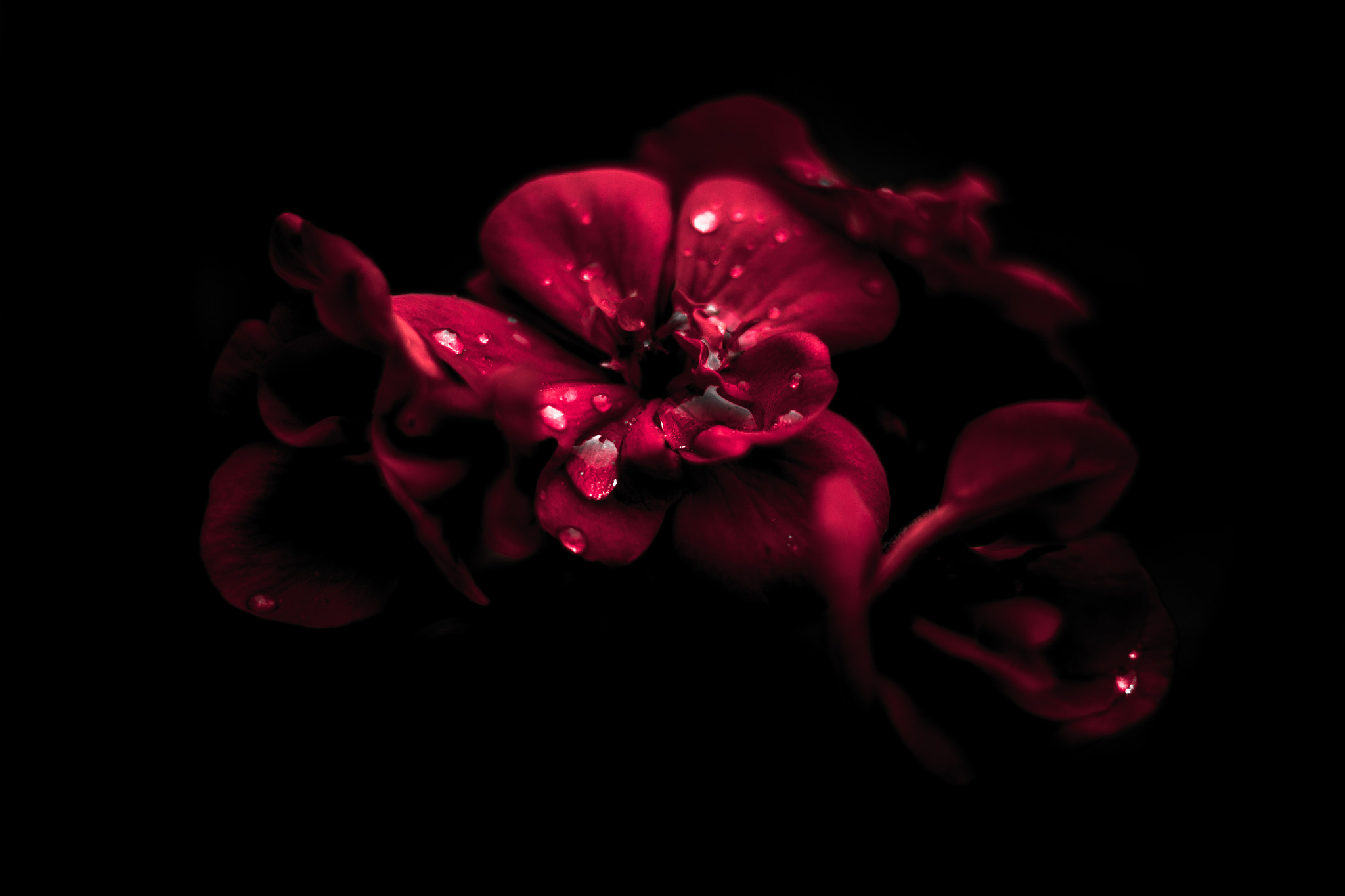 Canon EOS M sample photo. Rain on a geranium photography