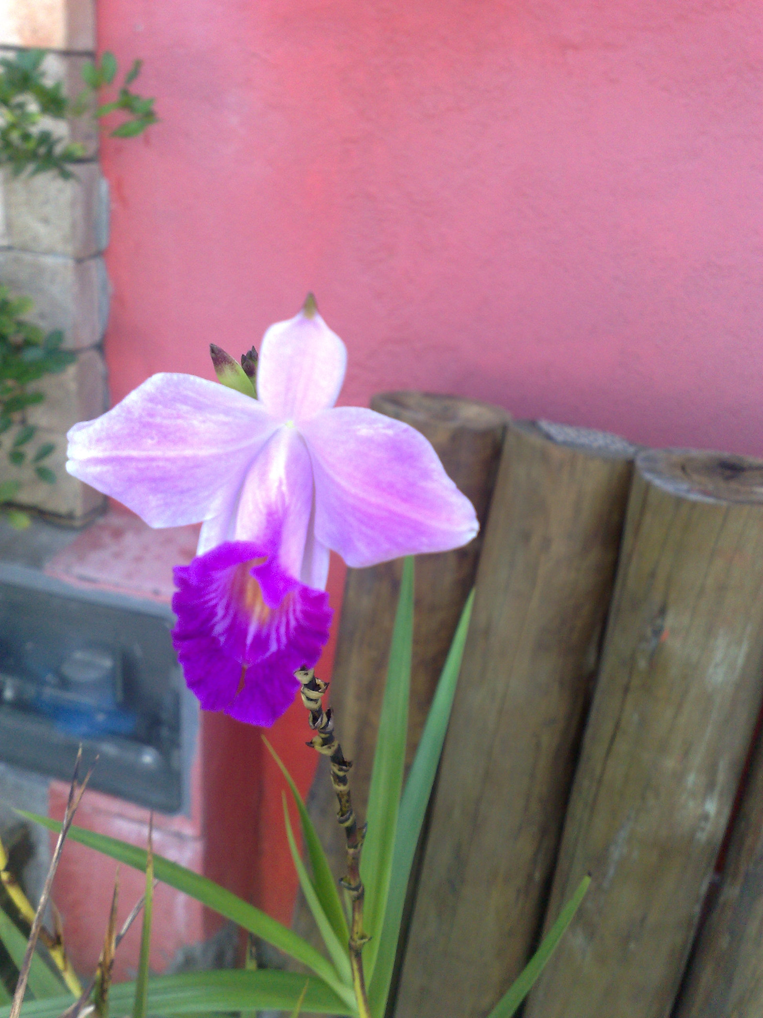 Nokia N95 8GB sample photo. Beleza de um flor 2 photography