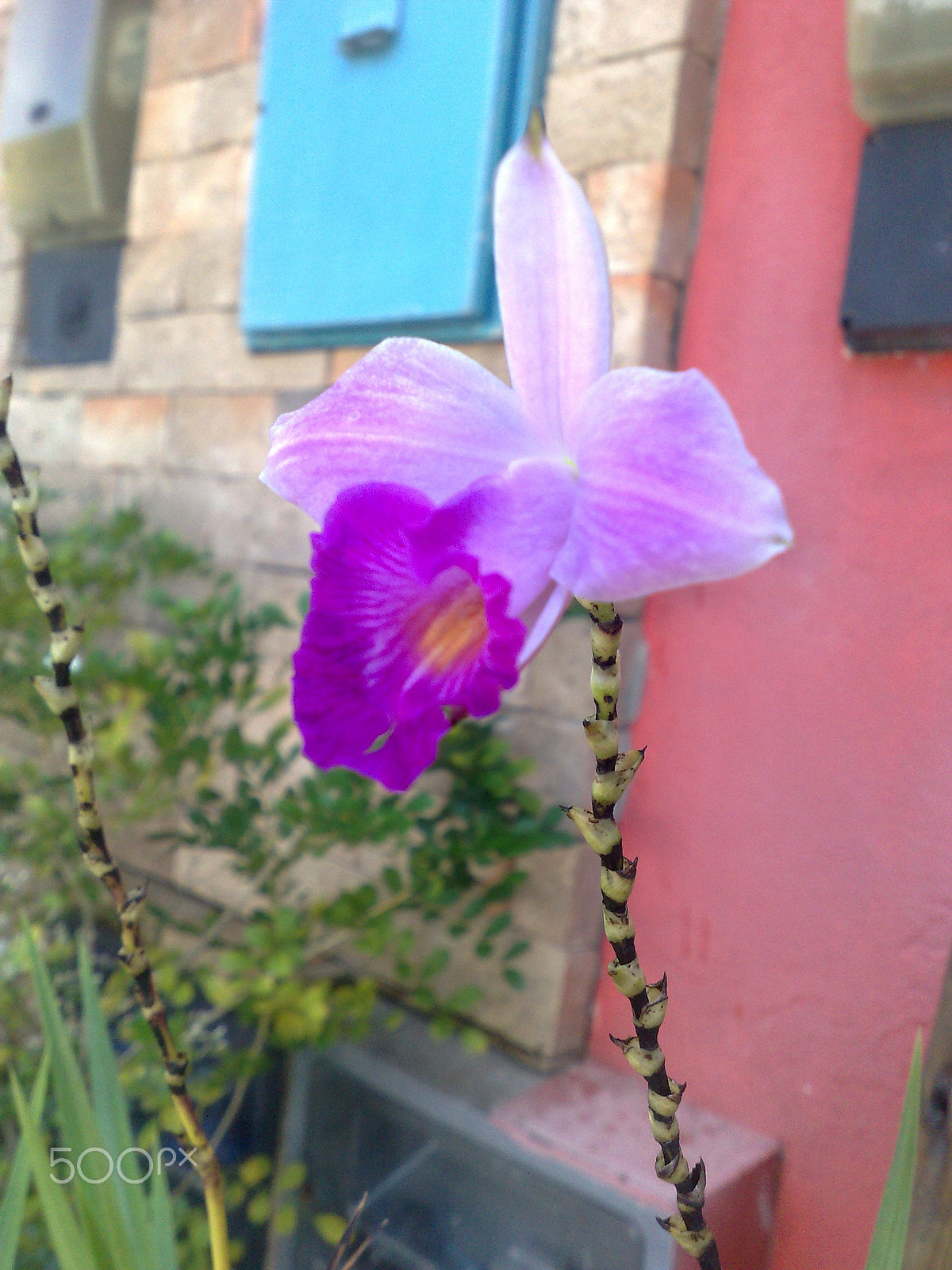 Nokia N95 8GB sample photo. Beleza de uma flor photography