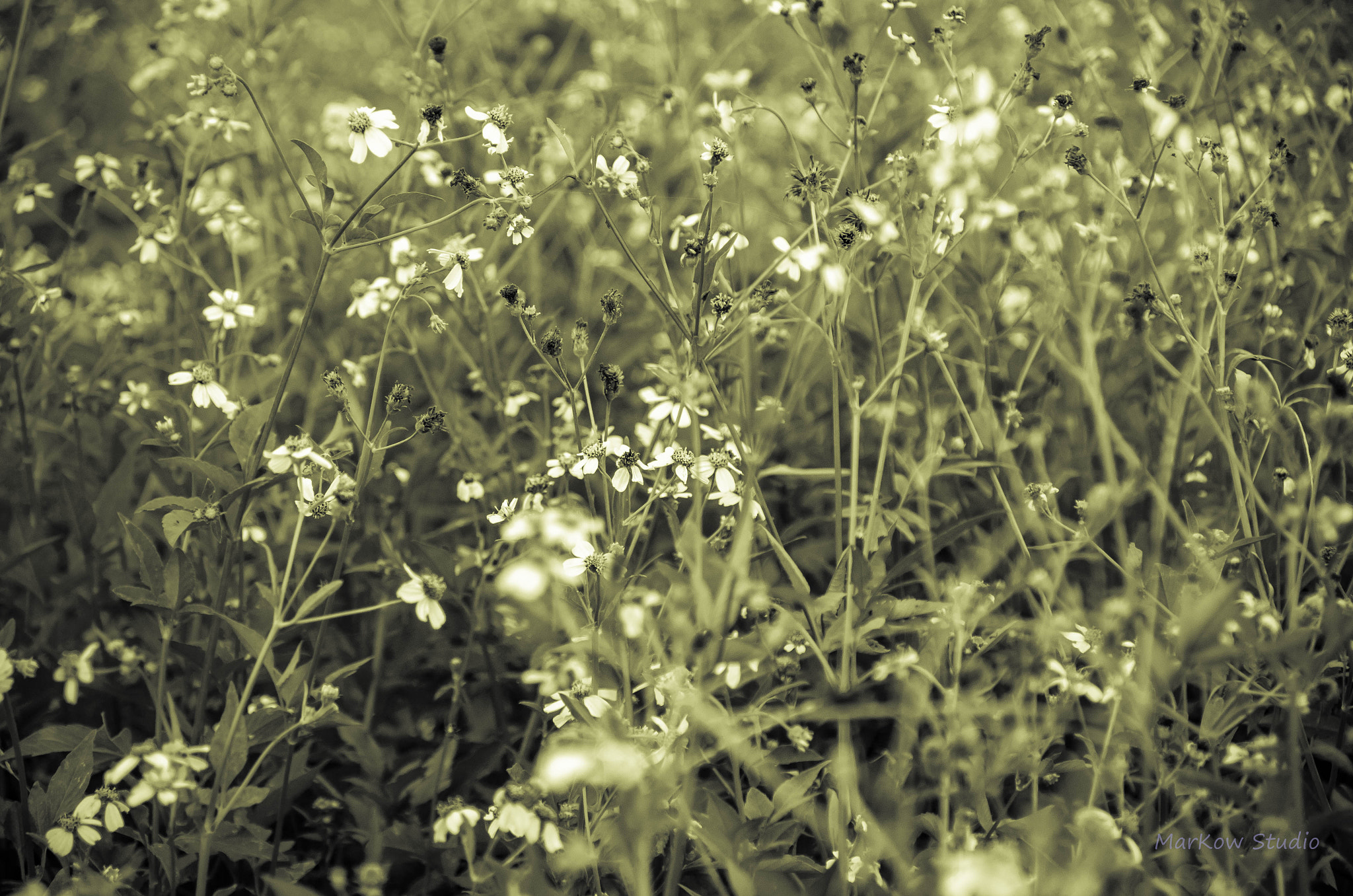 Pentax K-5 IIs sample photo. L&b photography