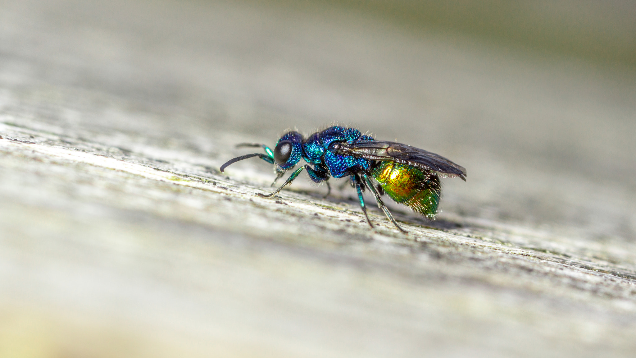 Canon MP-E 65mm F2.5 1-5x Macro Photo sample photo. Pseudomalus auratus photography
