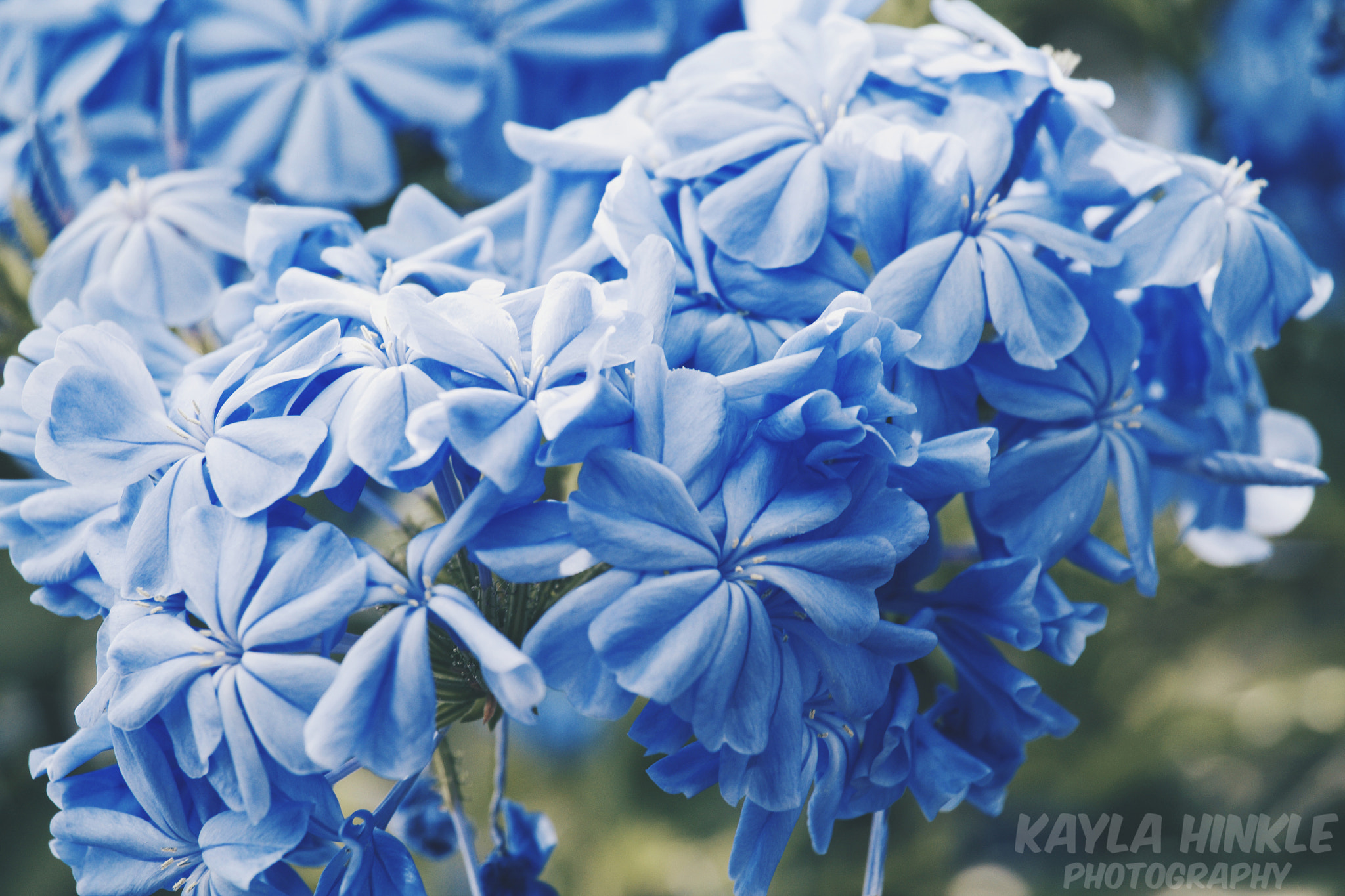 Canon EF-S 55-250mm F4-5.6 IS STM sample photo. Blue ii photography