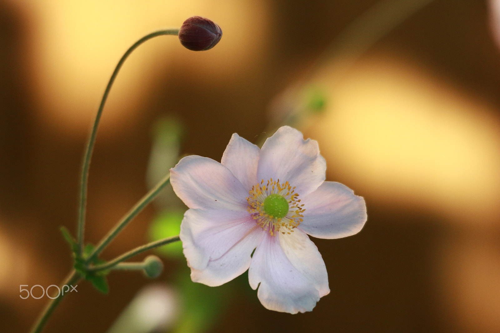 Sigma 150-500mm F5-6.3 DG OS HSM sample photo. Last of the summer bloomers photography