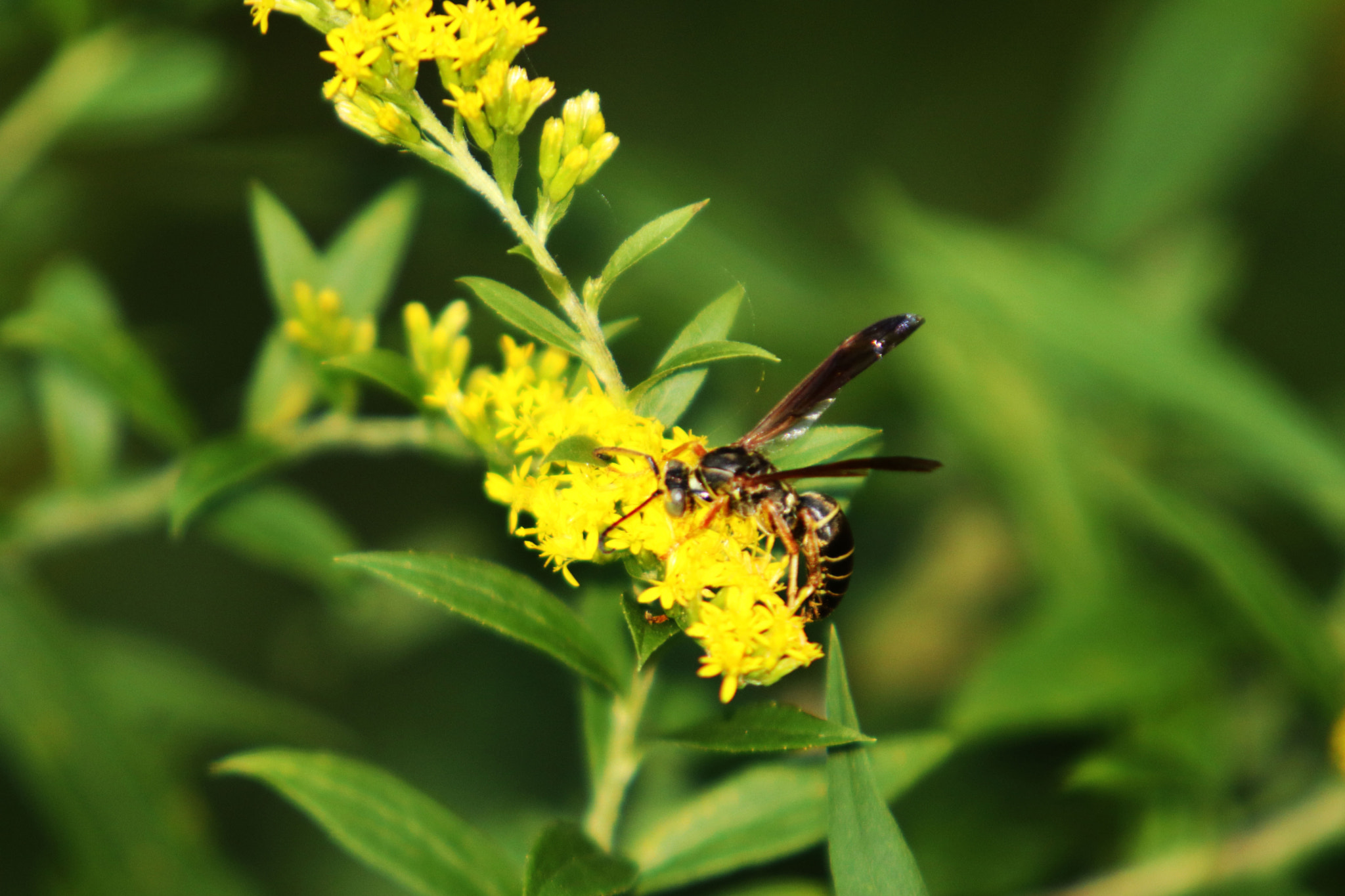 Canon EF 70-200mm F2.8L USM sample photo. Img photography
