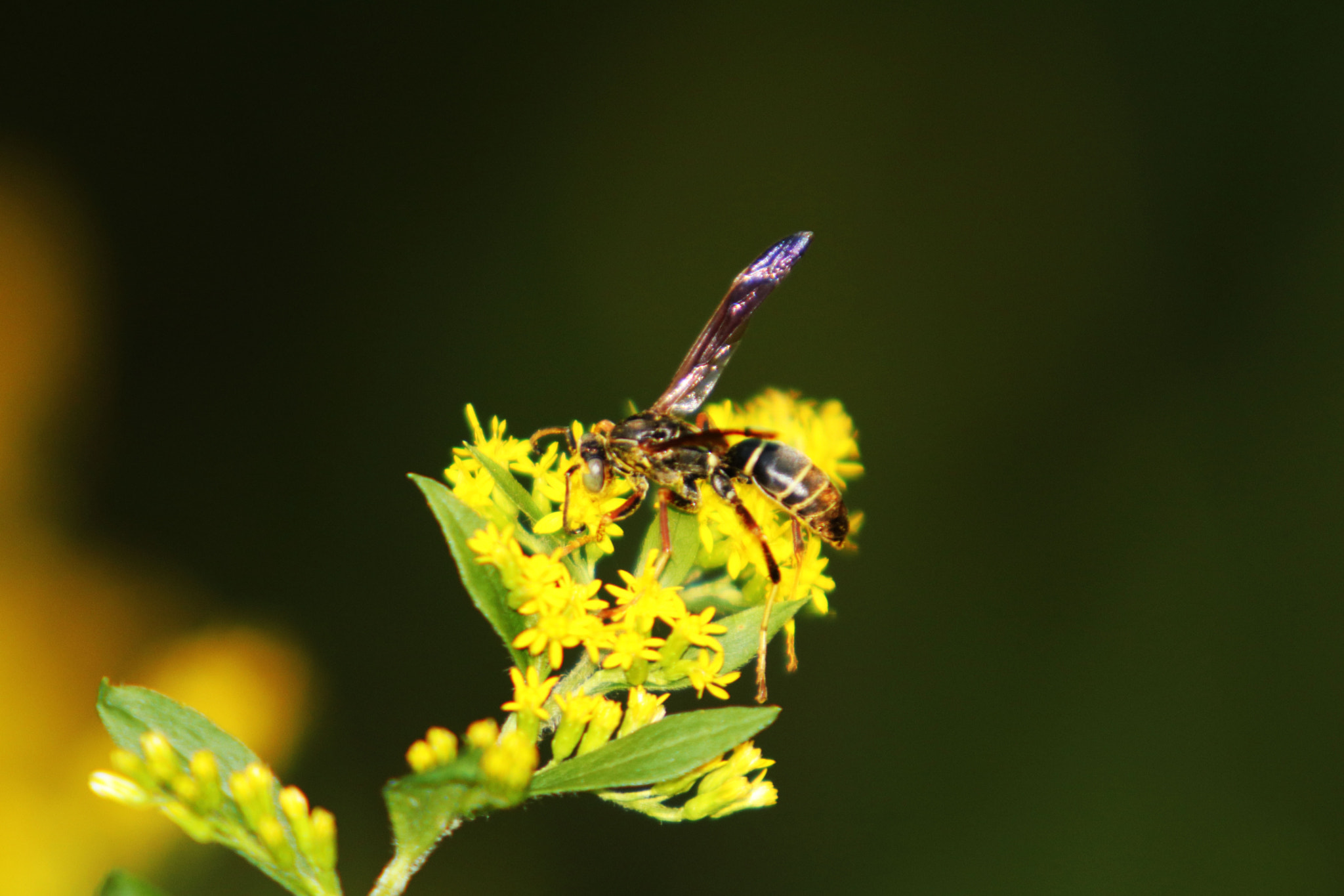 Canon EF 70-200mm F2.8L USM sample photo. Img photography