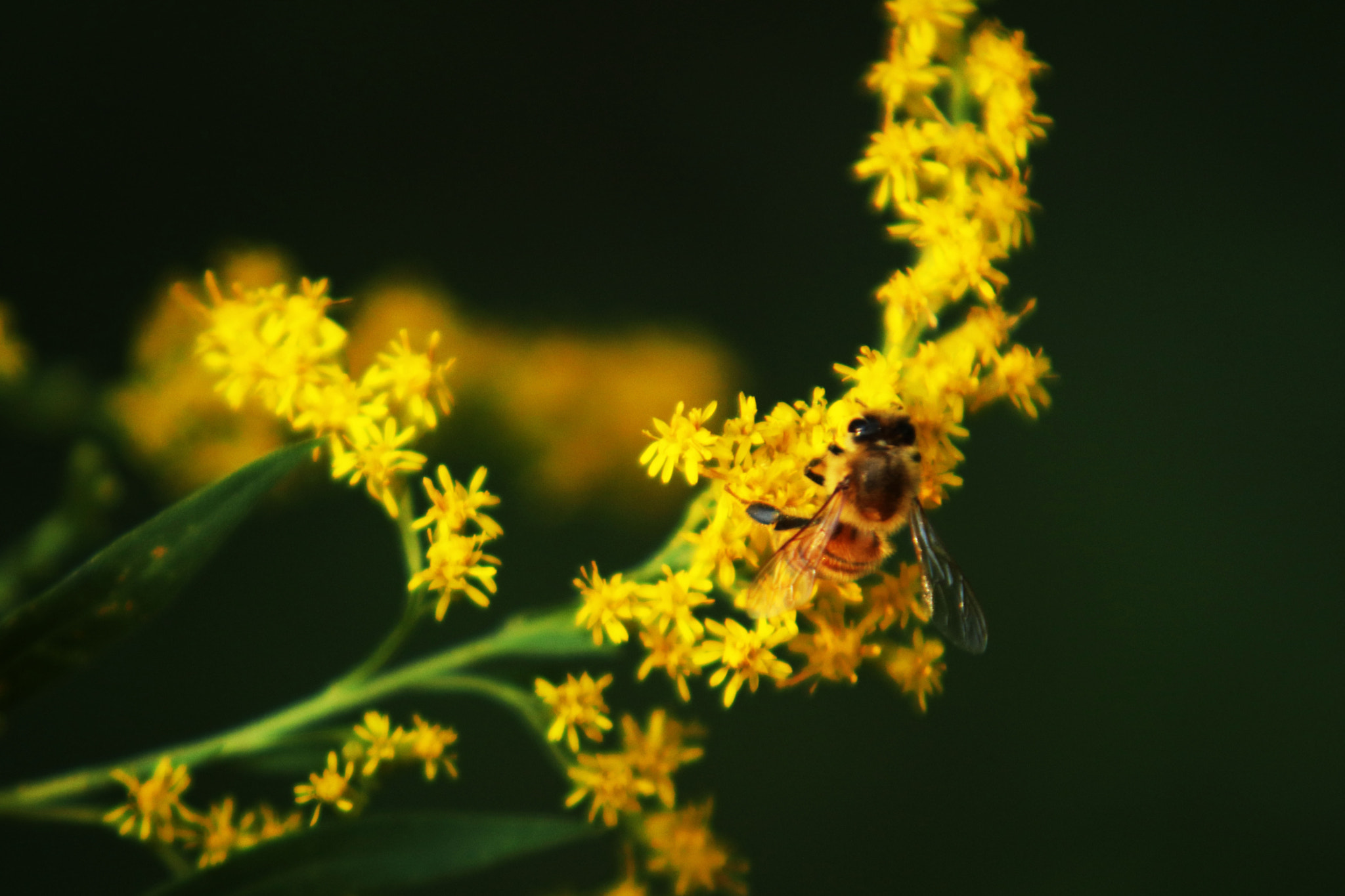 Canon EF 70-200mm F2.8L USM sample photo. Img photography