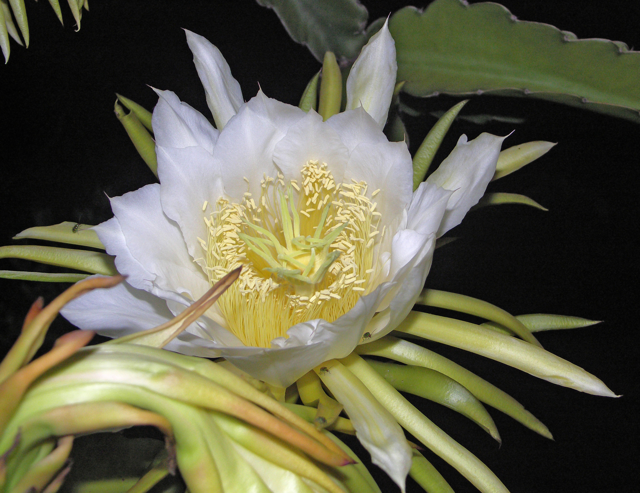 KONICA MINOLTA DiMAGE A200 sample photo. Cactus flower photography