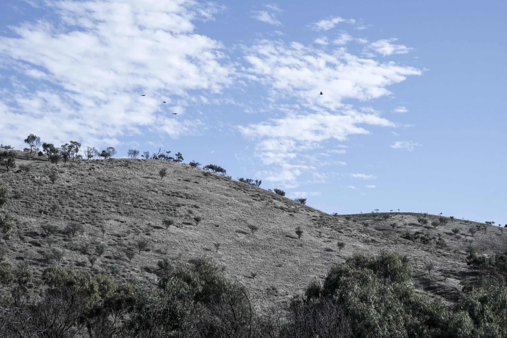 Nikon AF-S Micro-Nikkor 60mm F2.8G ED sample photo. When feeling grey, look up photography