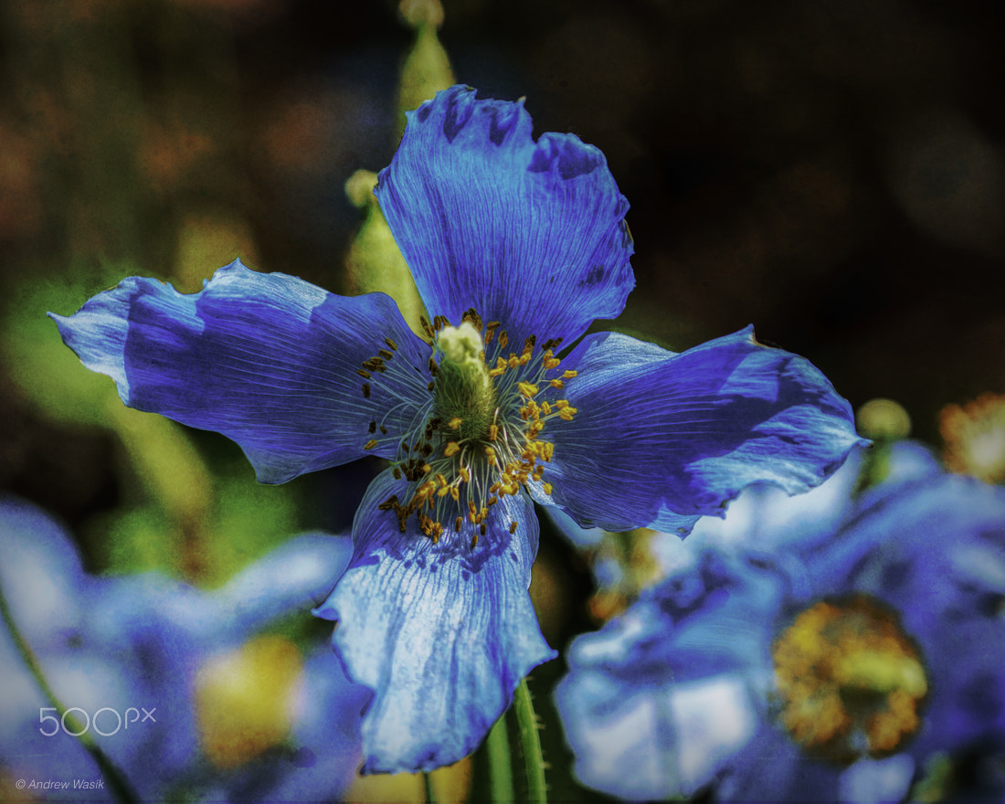 Sony a6300 + Sony FE 70-200mm F4 G OSS sample photo. Himalayan poppy photography