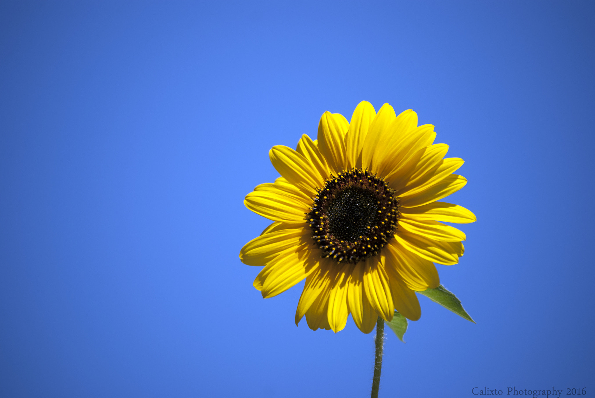 Nikon D80 sample photo. Flower photography