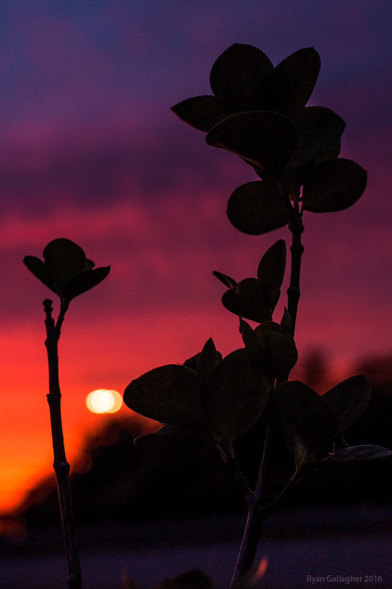 Canon EF 40mm F2.8 STM sample photo. Sunset silhouette #2 photography
