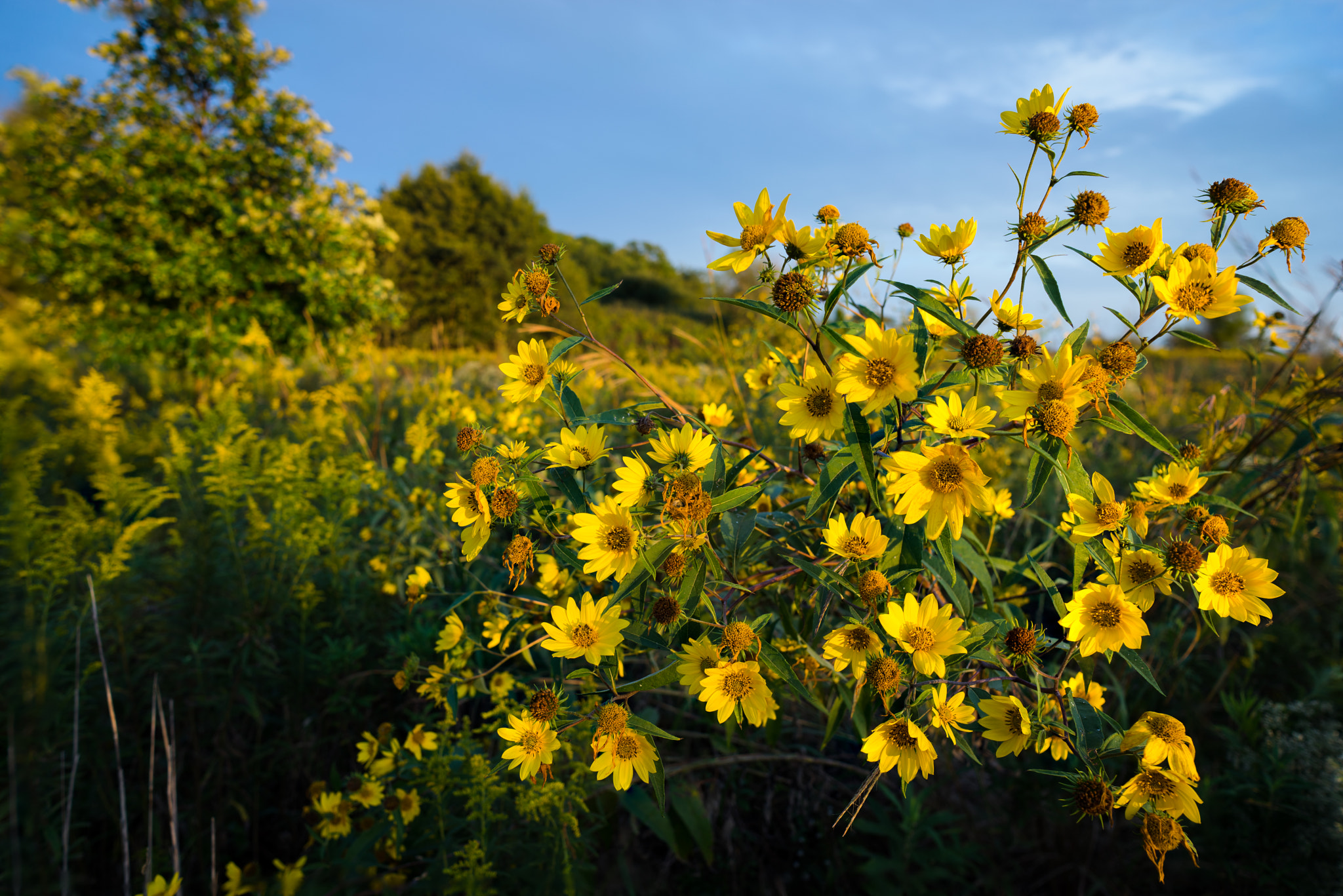 Sony a7R + E 21mm F2.8 sample photo. Starburst photography